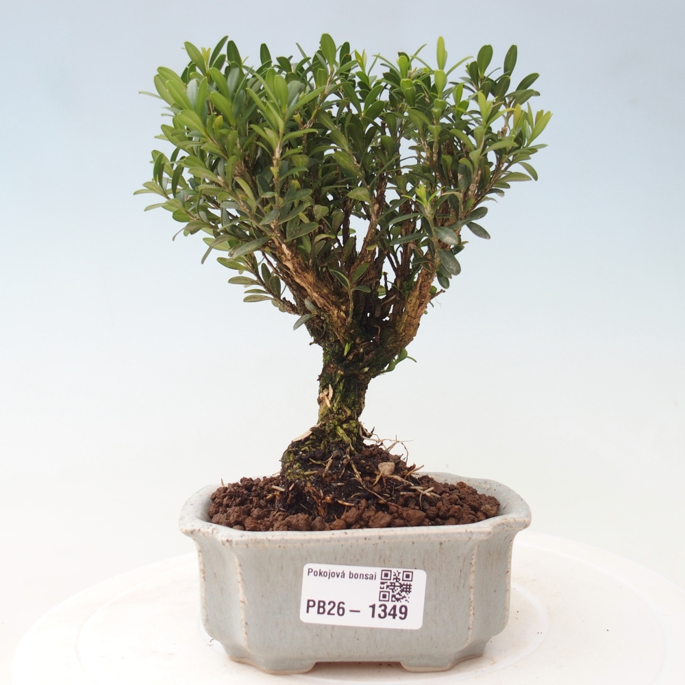 Camera bonsai - Buxus harlandii - buxus da sughero