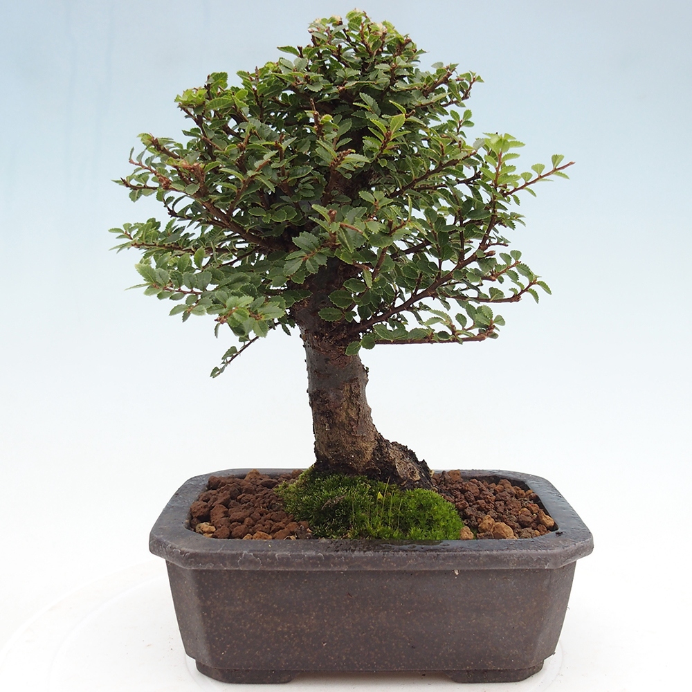 Bonsai da esterno - Ulmus parvifolia Hokkaido - Olmo cinese