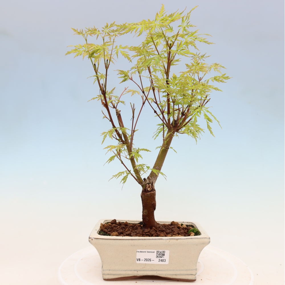 Bonsai da esterno - Acer palmatum Dissectum