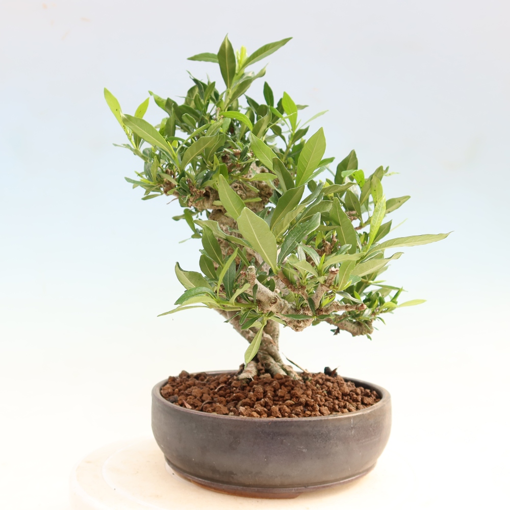 Camera bonsai - Gardenia jasminoides-Gardenia