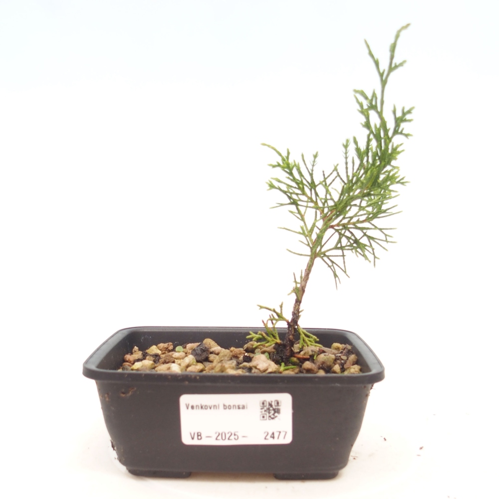 Bonsai da esterno - Juniperus chinensis Itoigawa