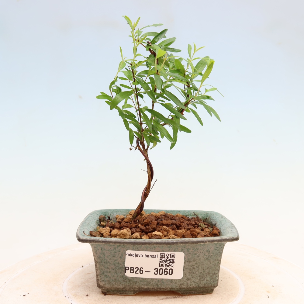 Camera bonsai-PUNICA granatum nana-Mela granata