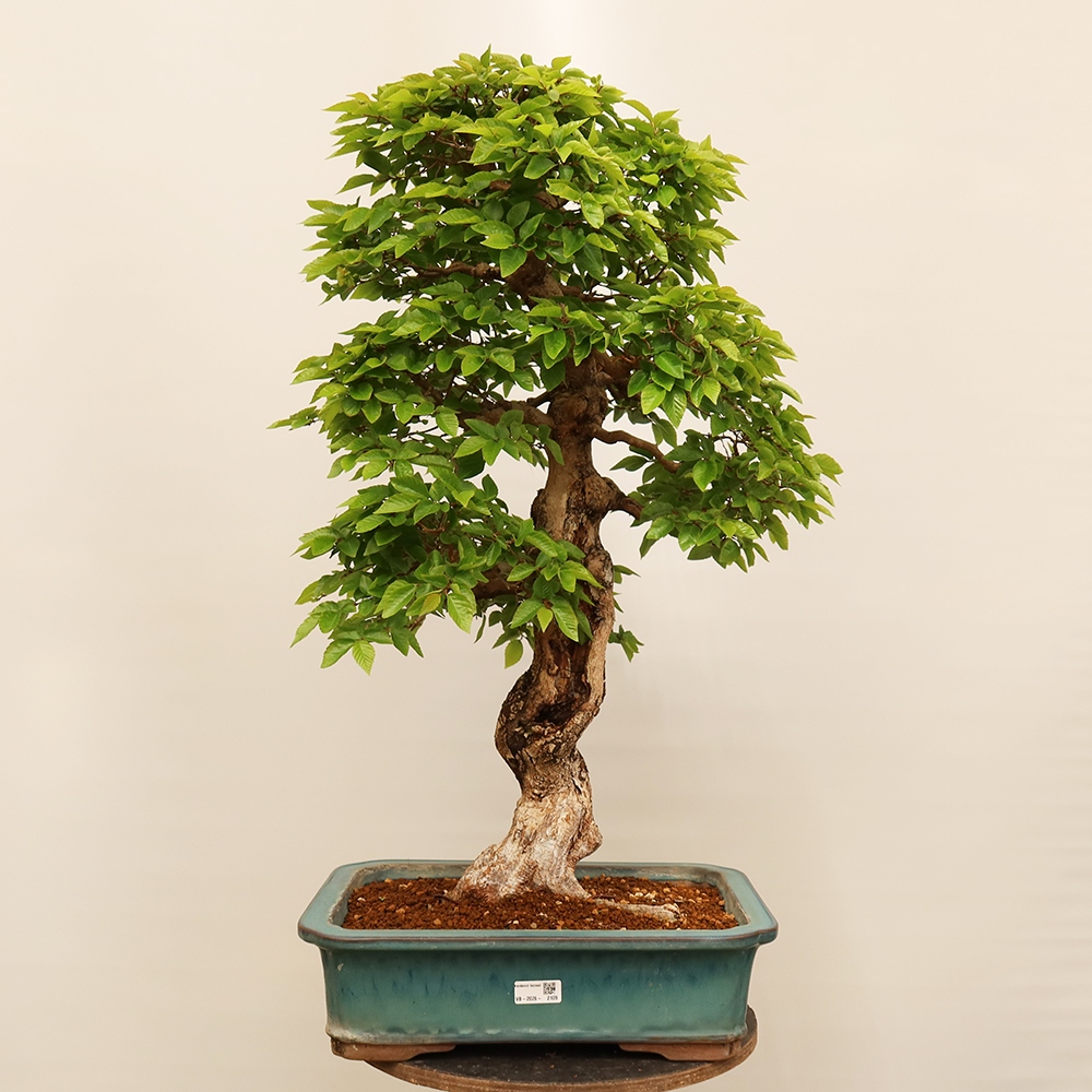 Bonsai da esterno -Carpinus Coreana - Carpino coreano