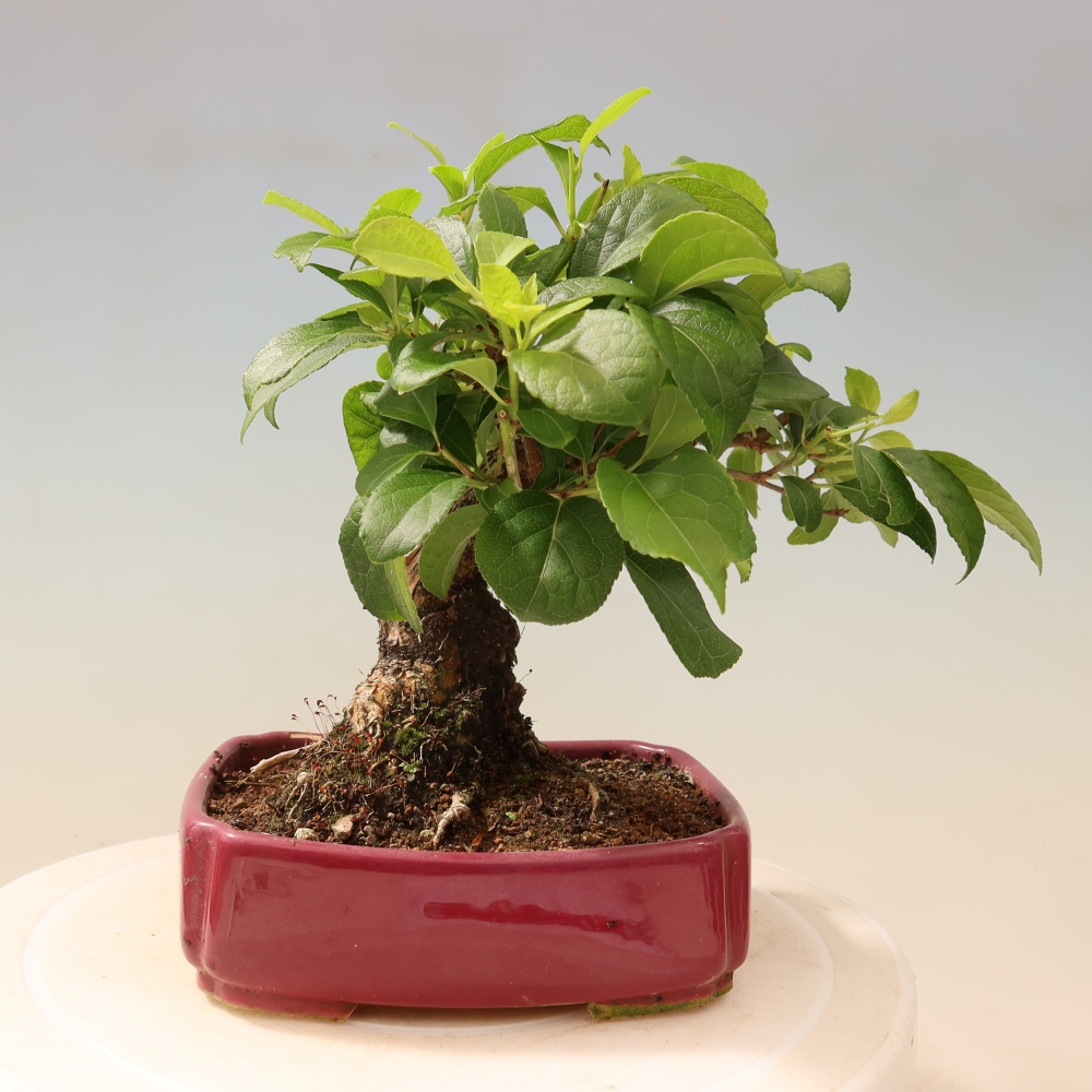 Bonsai da esterno - Celastrus orbiculatus