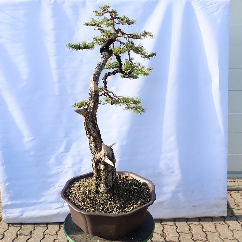 Pinus sylvestris Spagna - pino silvestre