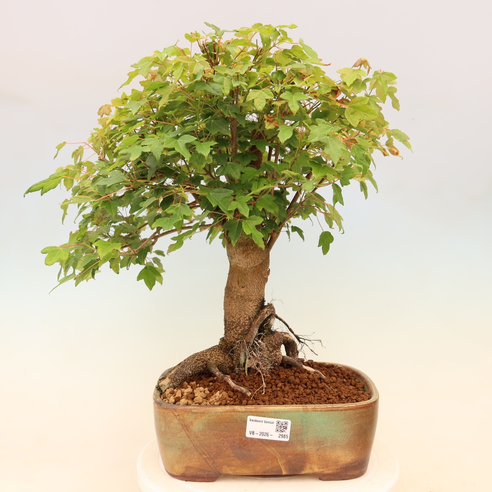 Bonsai da esterno - Acero Burger - Acer Burgerianum