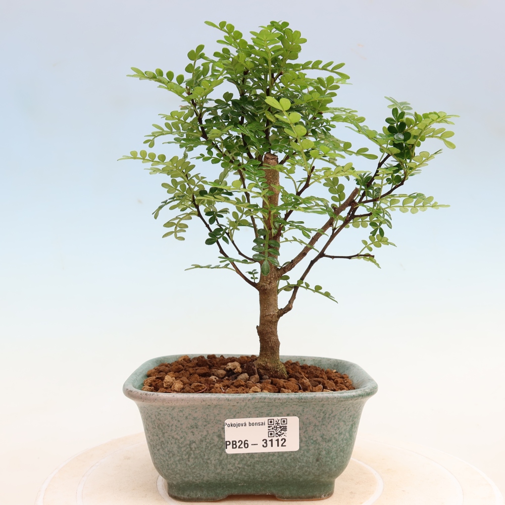 Camera bonsai - Zantoxylum piperitum - albero del pepe