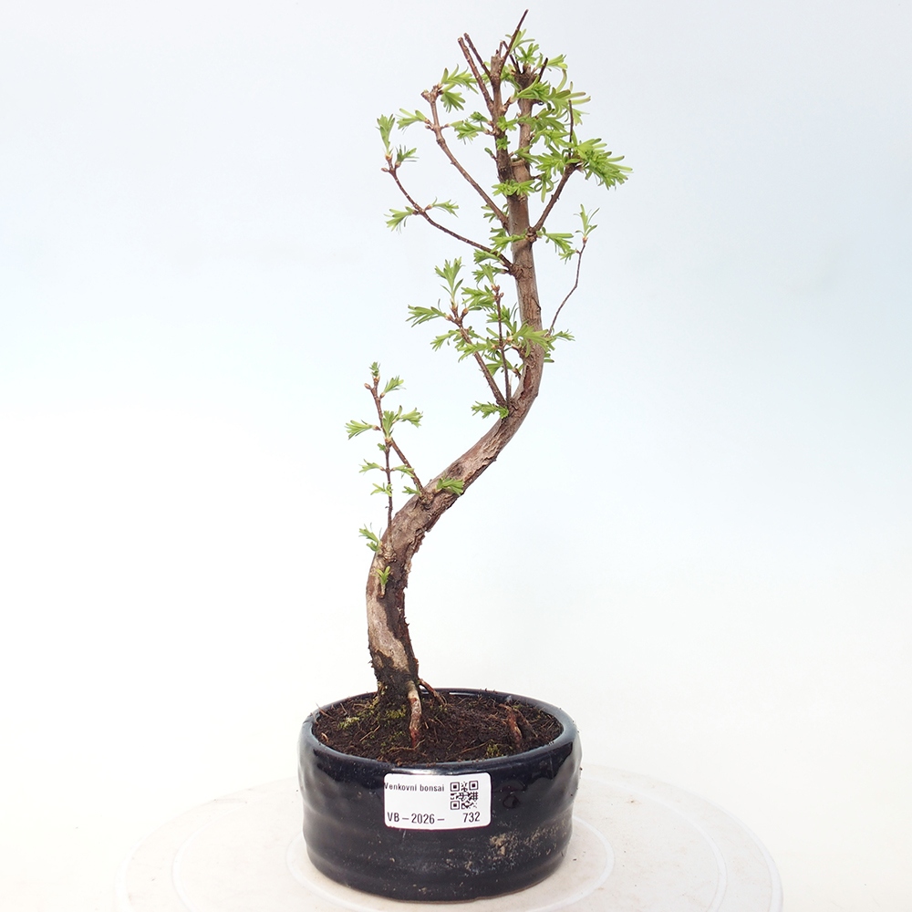 Bonsai da esterno - Metasequoia glyptostroboides - Metasequoia cinese