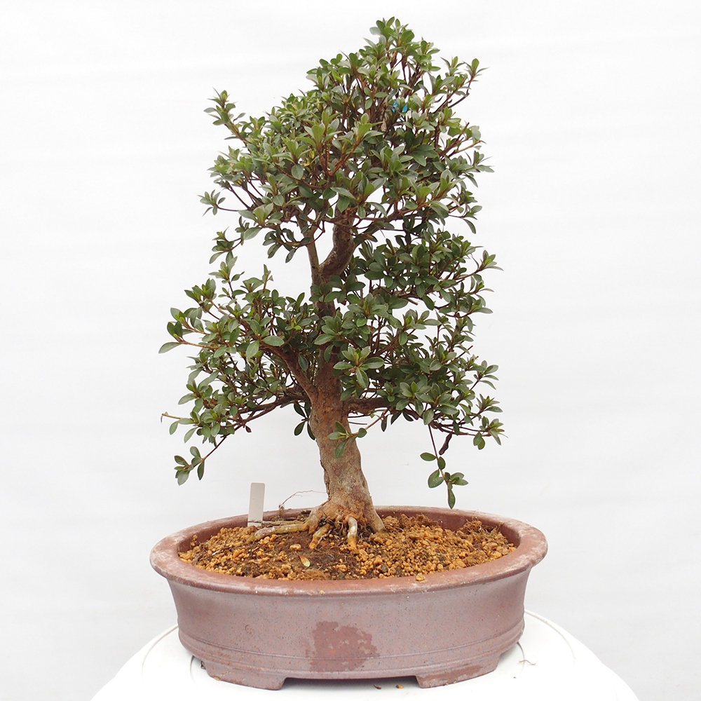 Bonsai da esterno - Azalea giapponese - Azalea Hanatsuzuri