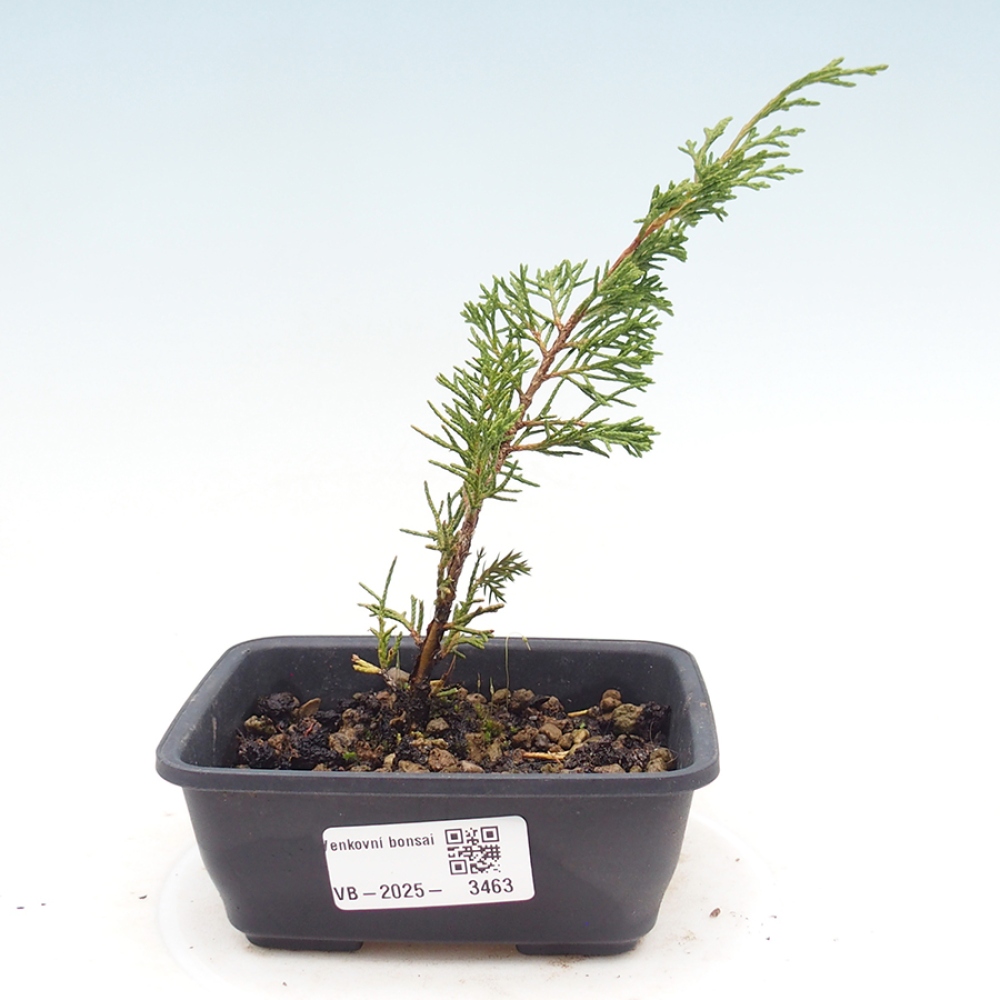 Bonsai da esterno - Juniperus chinensis Itoigawa