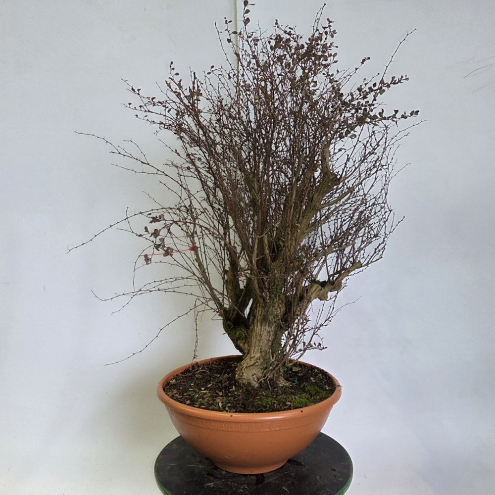 Bonsai da esterno - Crespino - Berberis thunbergii atropurpurea
