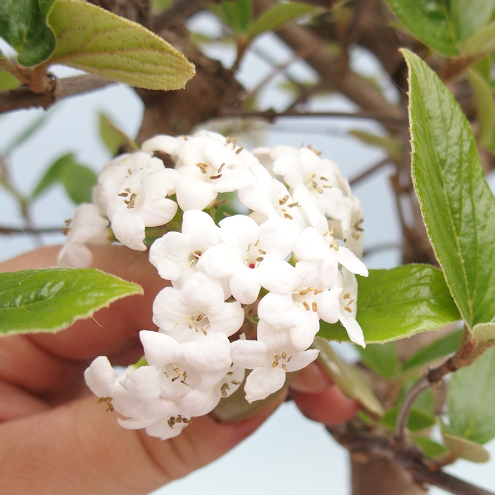 Bonsai all'aperto-Kalina Bodnanská - Viburum carlesii hemsi