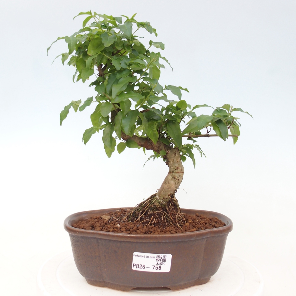 Camera bonsai -Ligustrum chinensis - Becco d'uccello