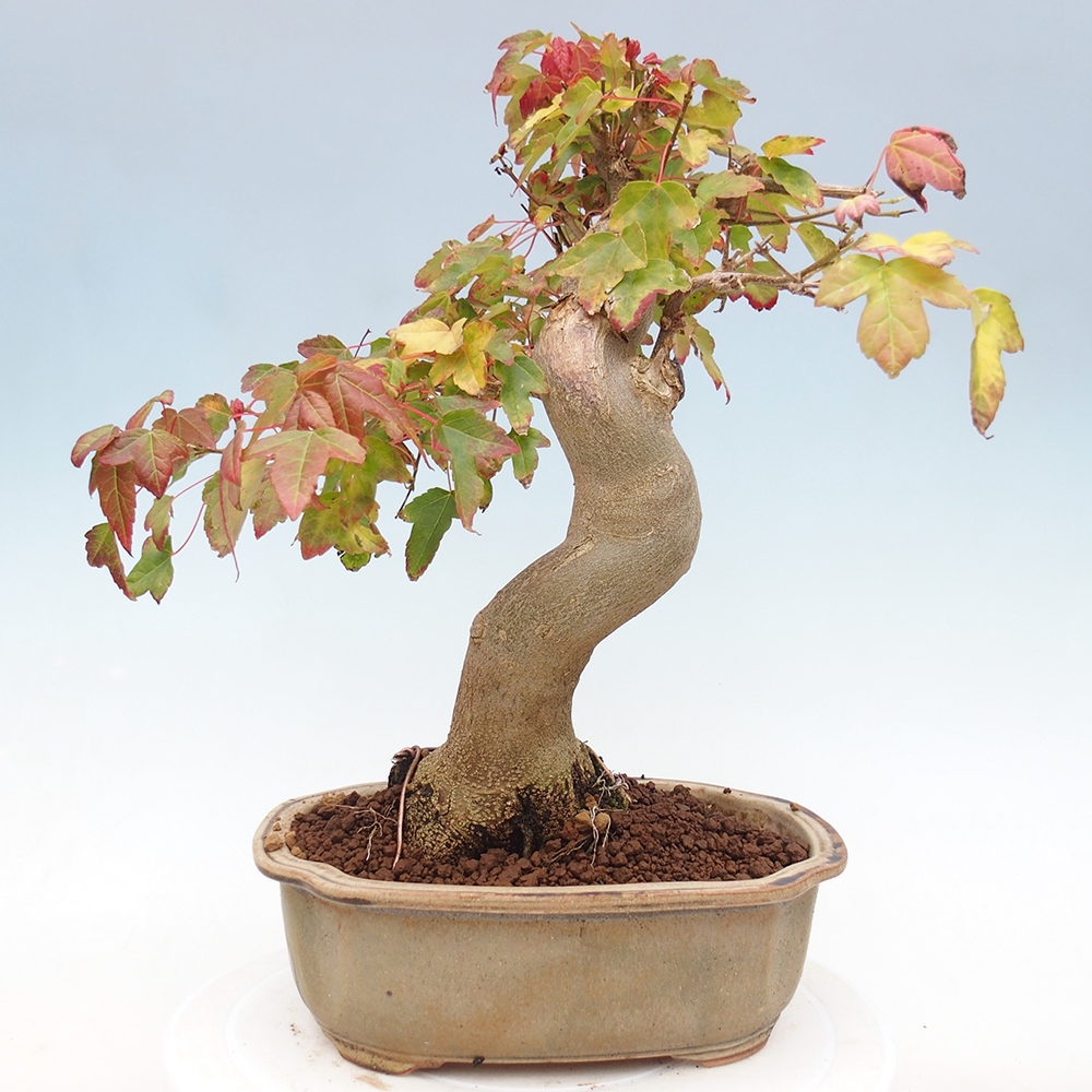 Bonsai da esterno - Acer Buergerianum - Acero di Burger