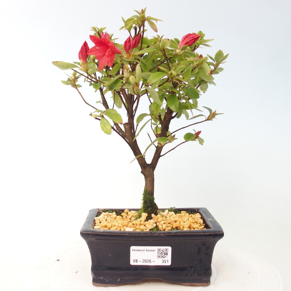 Bonsai da esterno - Azalea giapponese - Azalea sp.