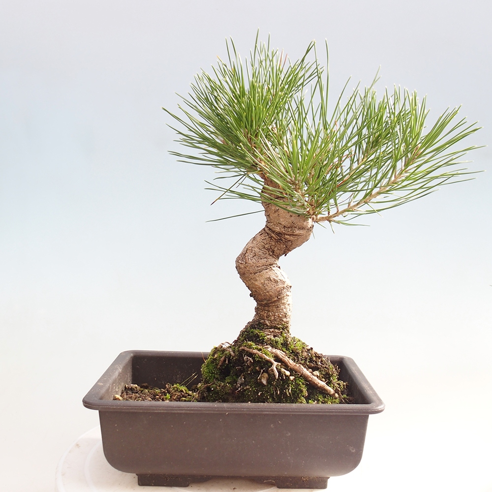 Bonsai da esterno - Pinus thunbergii - Pino di Thunberg