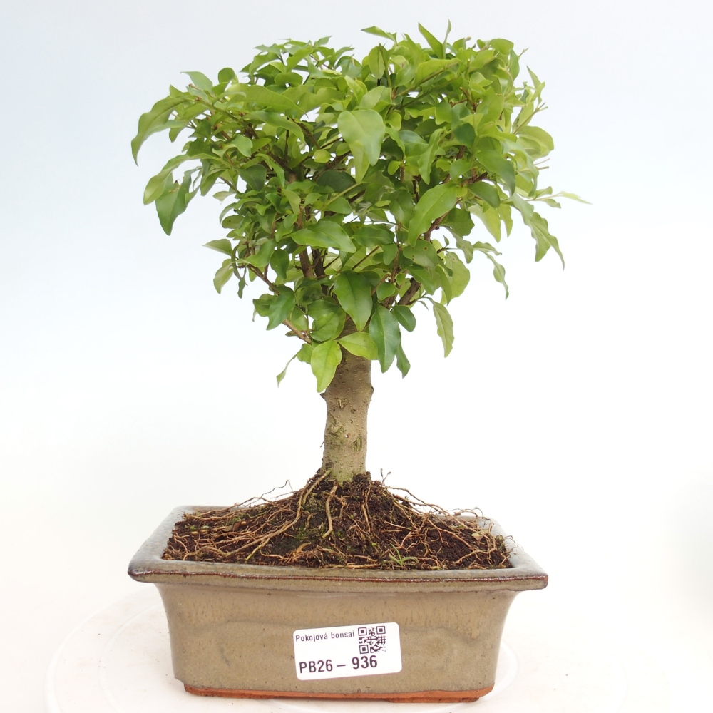 Camera bonsai -Ligustrum chinensis - Becco d'uccello