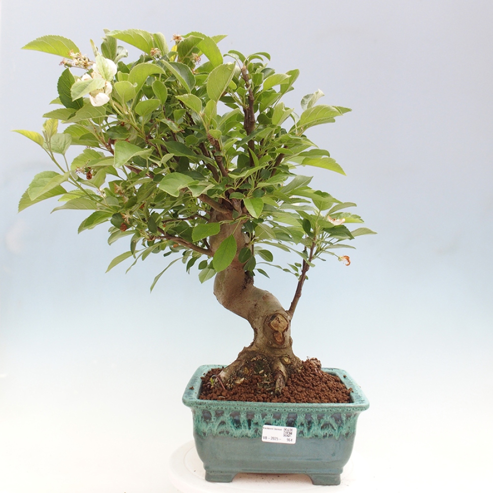 Bonsai da esterno -Malus halliana - Melo a frutto piccolo