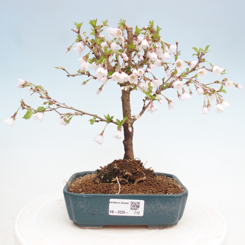 Bonsai da esterno - Prunus incisa Kojou-no mai-Plivon ritagliato