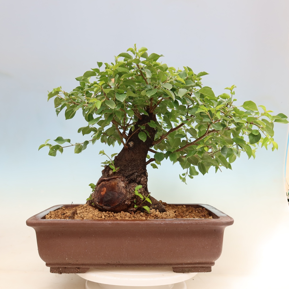 Bonsai da esterno - Mahalebka - Prunus mahaleb