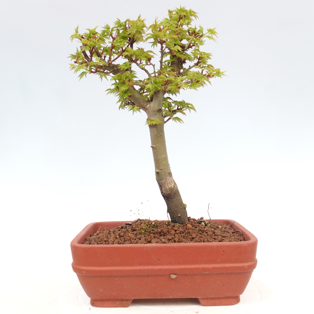 Bonsai da esterno -Palma di Giava Acer palmatum Shishigashira