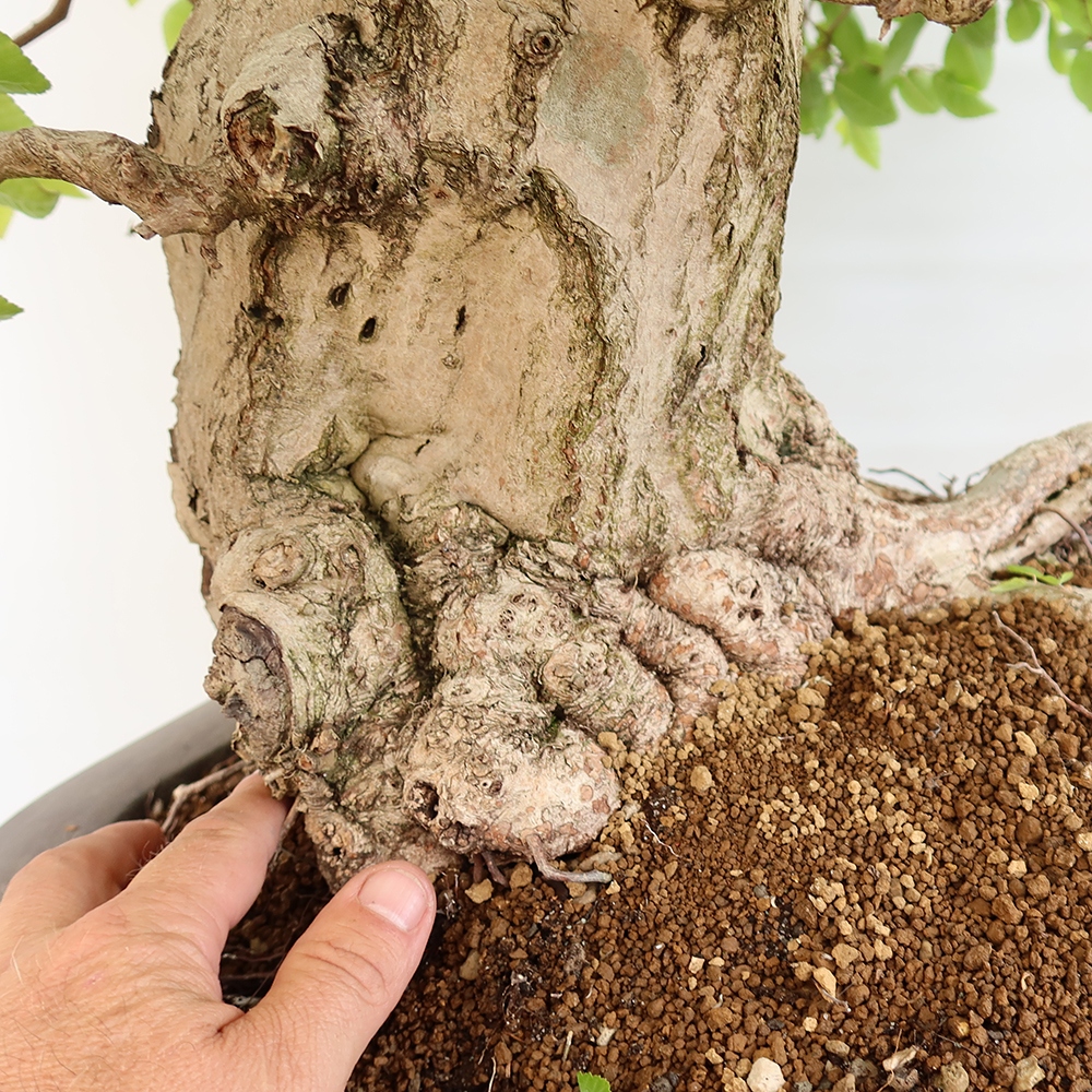 Bonsai da esterno -Carpinus Coreana - Carpino coreano
