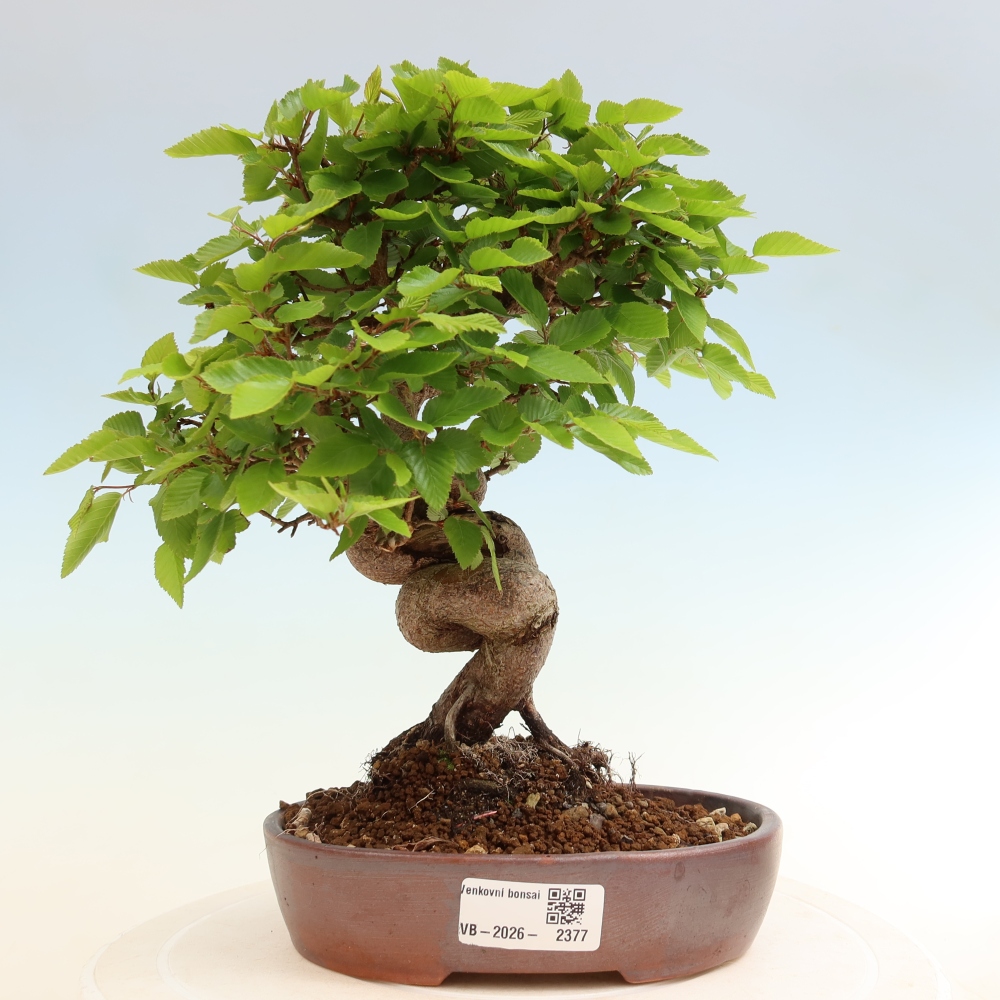 Bonsai da esterno -Carpinus Coreana - Carpino coreano