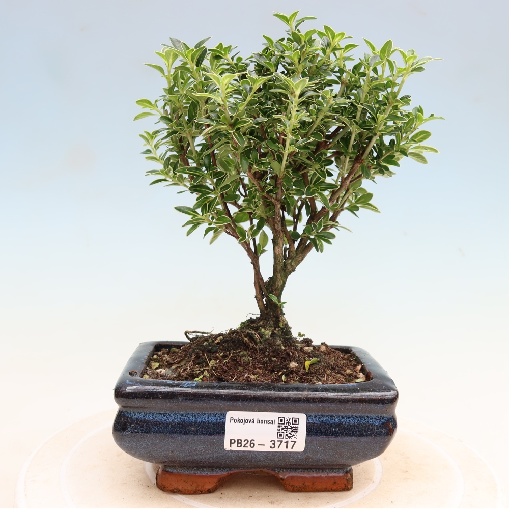 Camera bonsai - Serissa foetida Variegata - Albero delle mille stelle