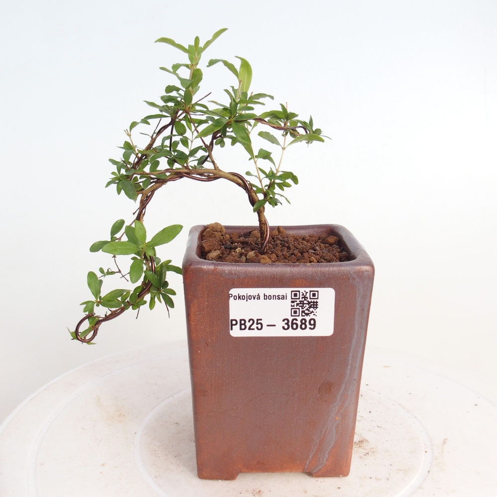 Camera bonsai-PUNICA granatum nana-Mela granata