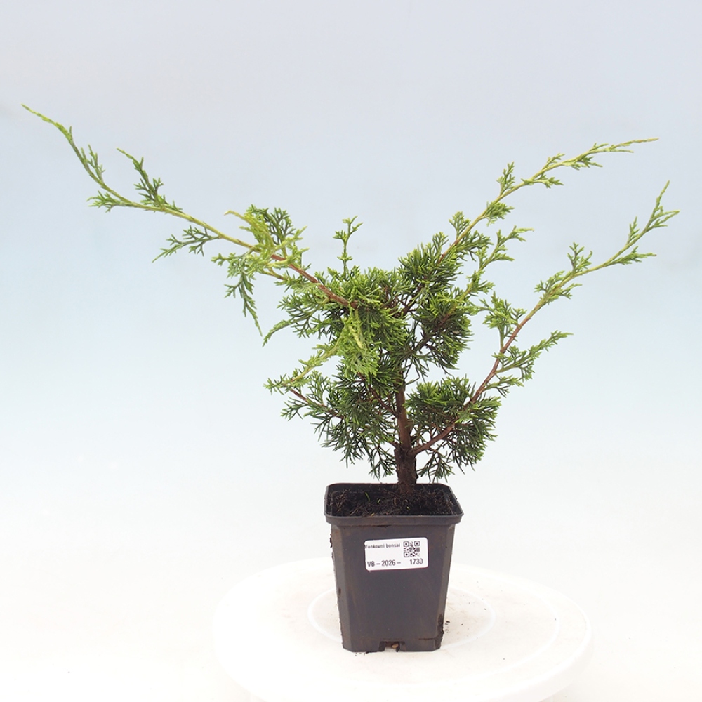 Bonsai da esterno - Juniperus chinensis Itoigawa