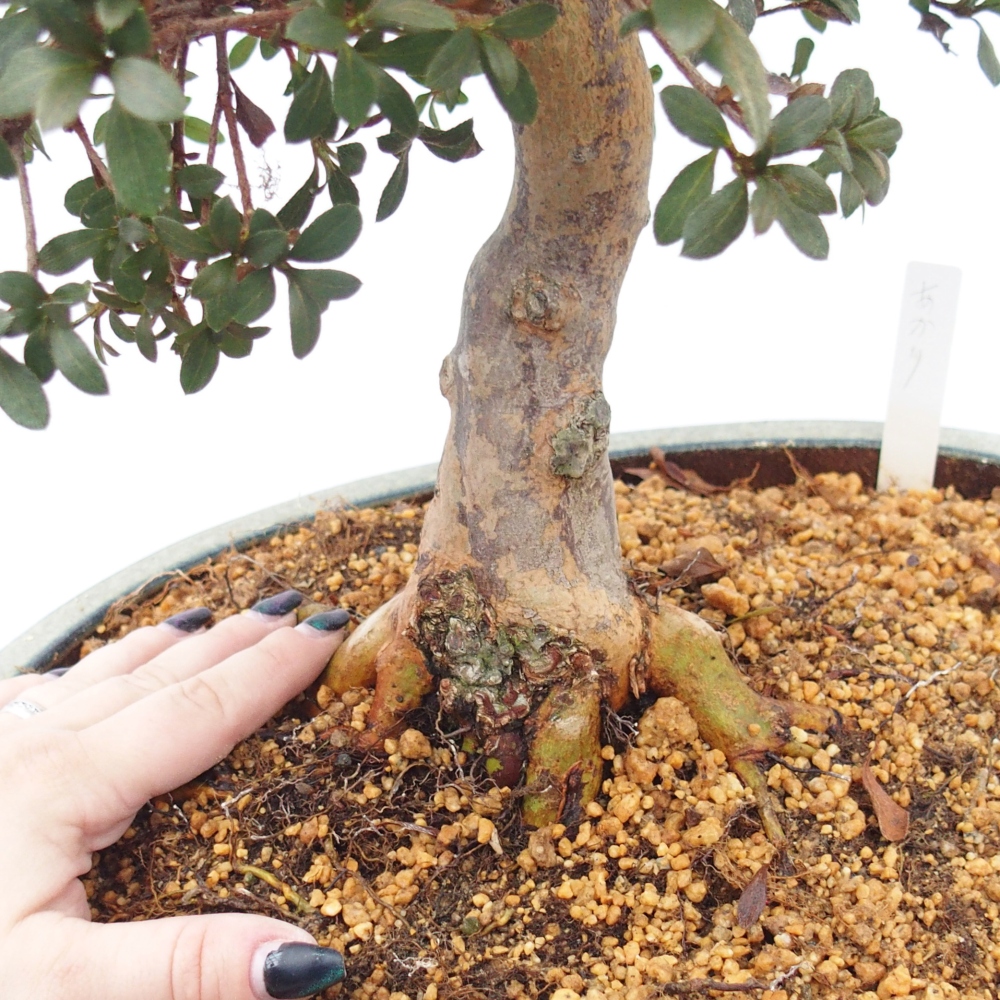 Bonsai da esterno - Azalea giapponese - Azalea Akari