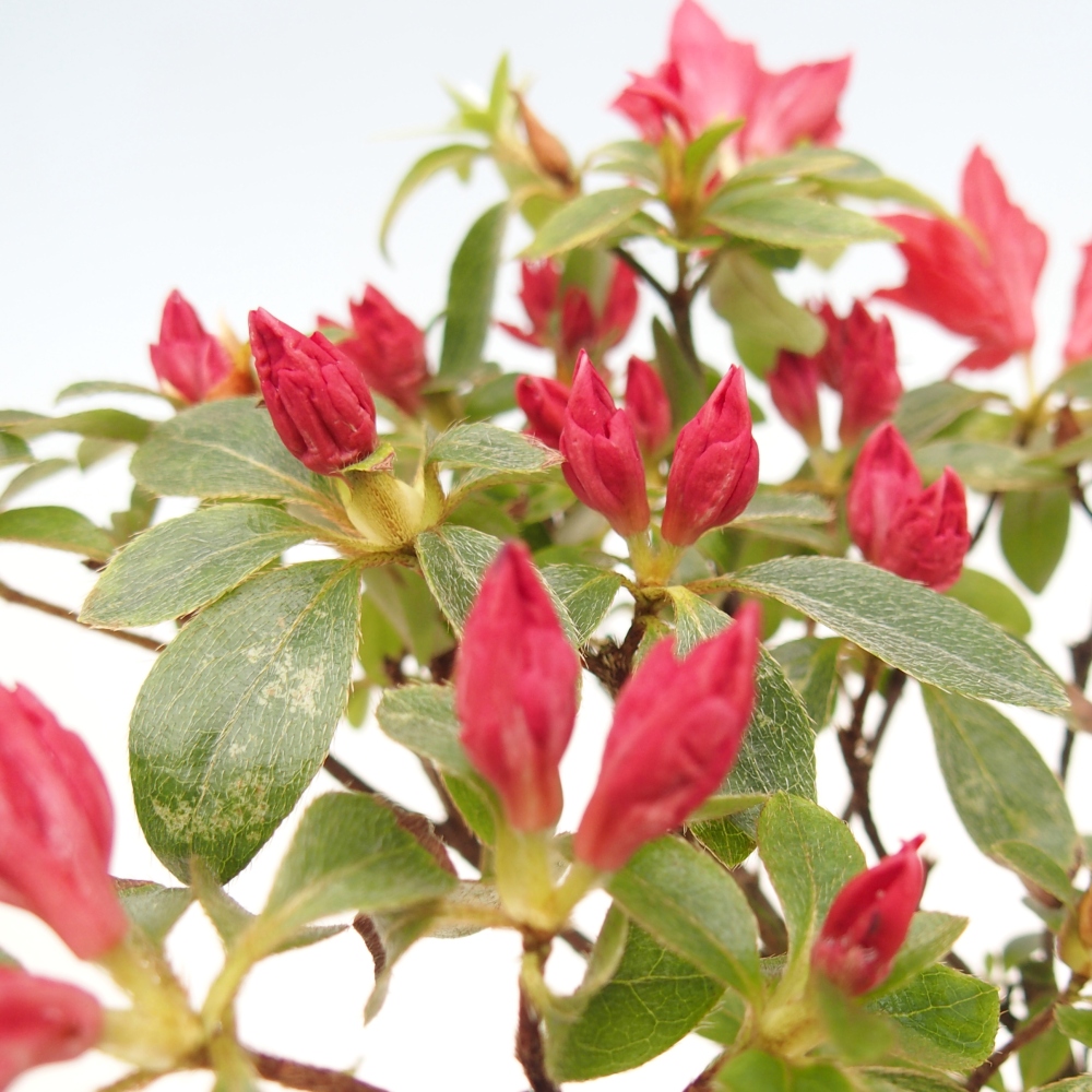 Bonsai da esterno - Azalea giapponese - Azalea sp.