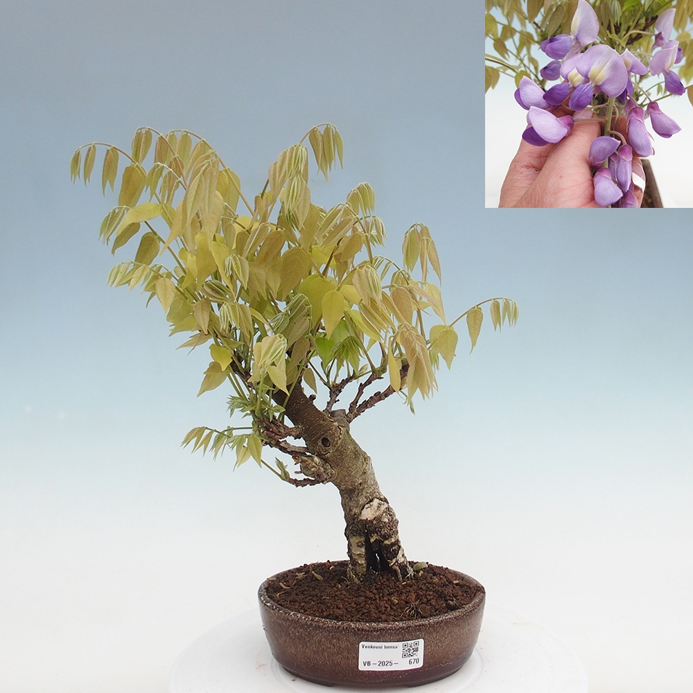 Bonsai da esterno - Glicine floribunda