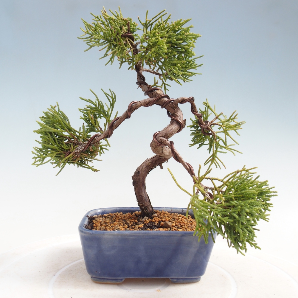 Bonsai da esterno - Juniperus chinensis Kishu
