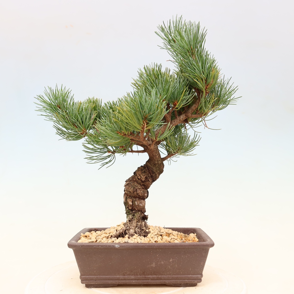 Bonsai da esterno - Pinus parviflora - Pinus parviflora