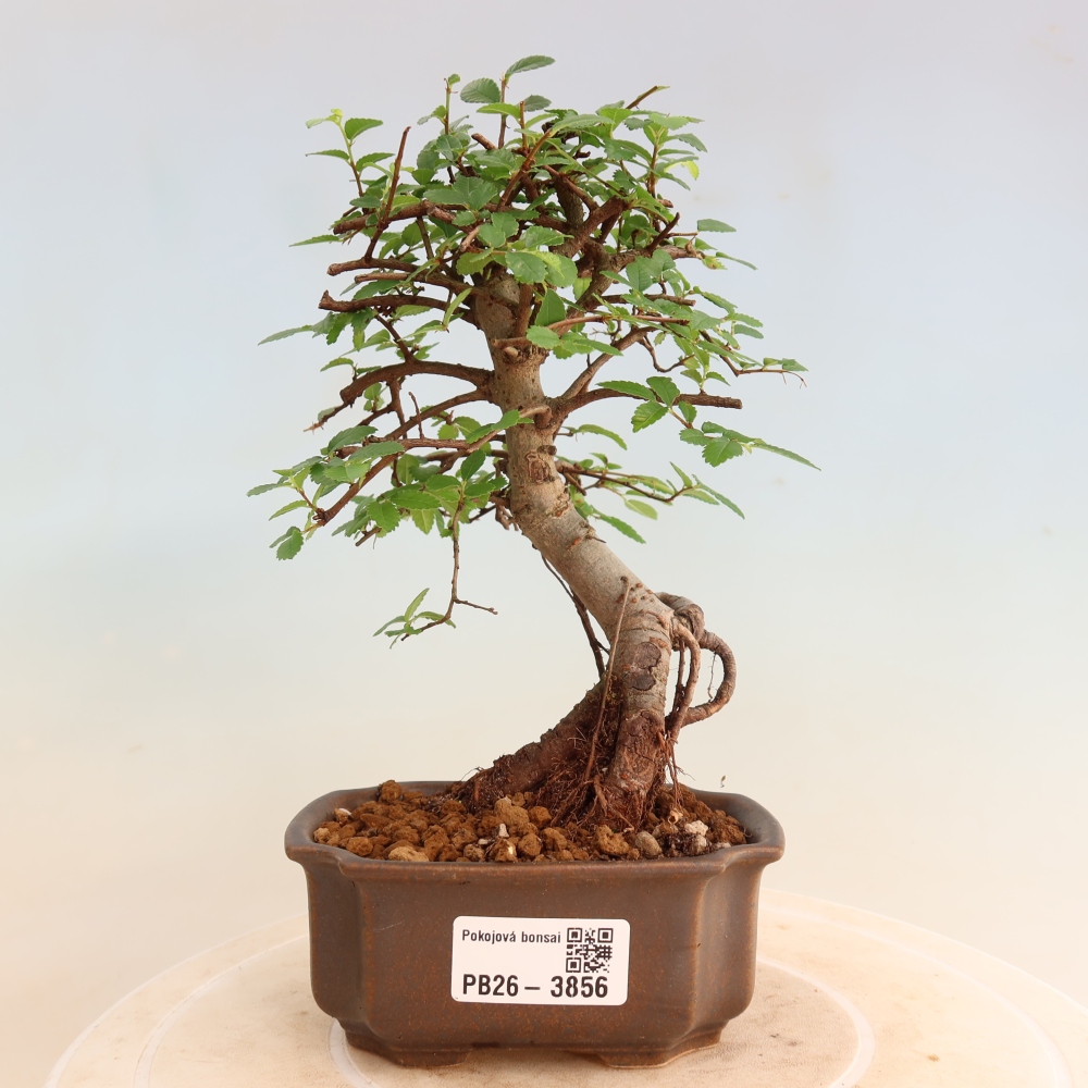 Camera bonsai - Ulmus parvifolia - Olmo a foglie piccole