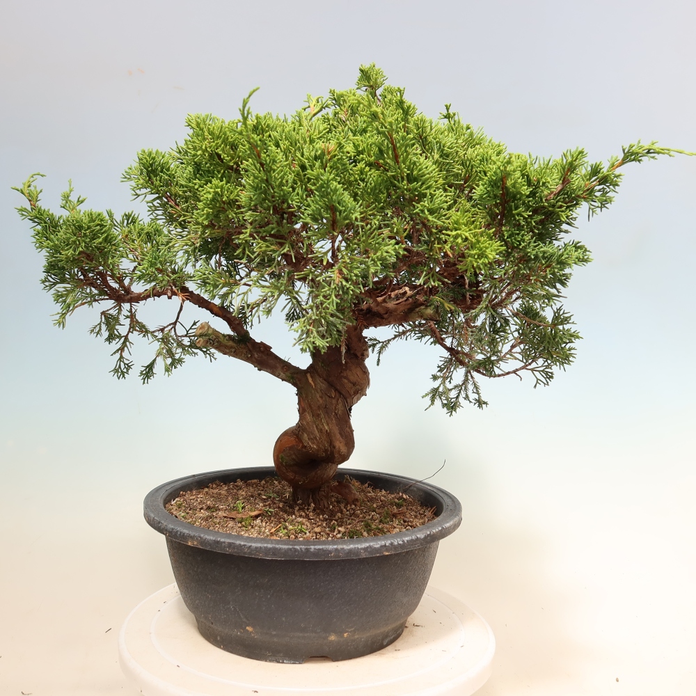 Bonsai da esterno - Juniperus chinensis Itoigawa-Juniperus chinensis
