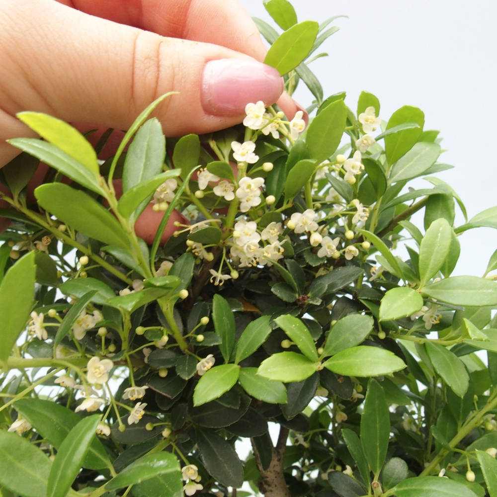 Camera bonsai - Ilex crenata - Agrifoglio