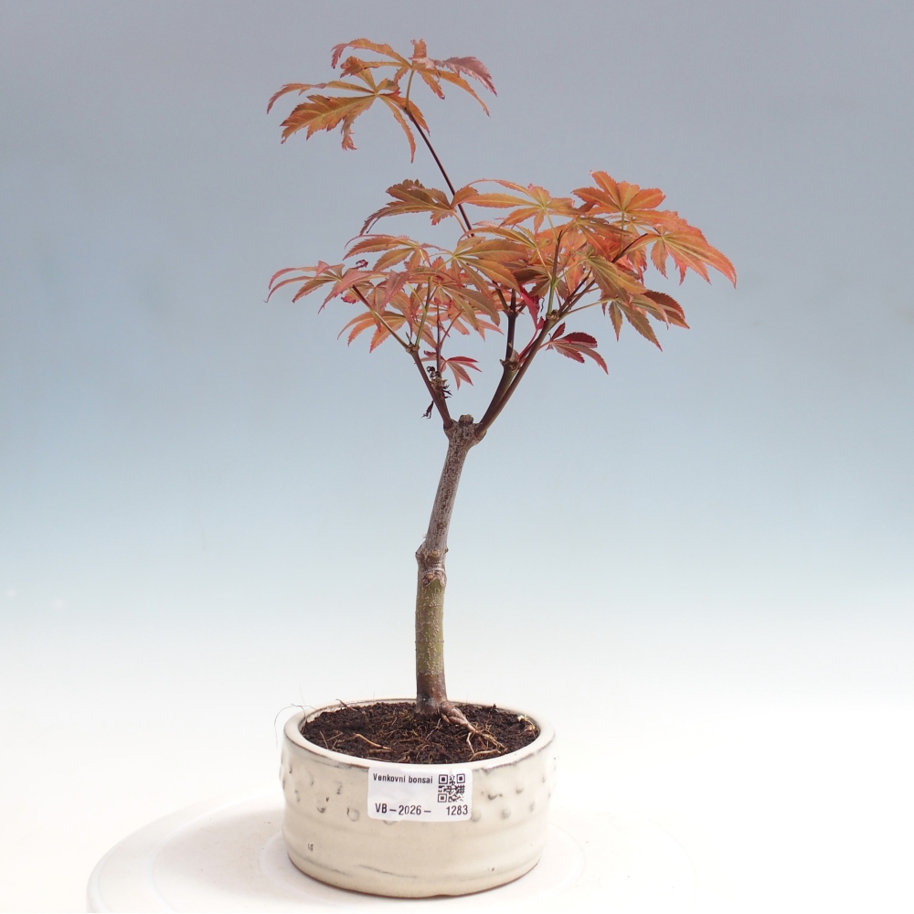 Bonsai da esterno - Palma Acer. Atropurpureum-Javor palmate