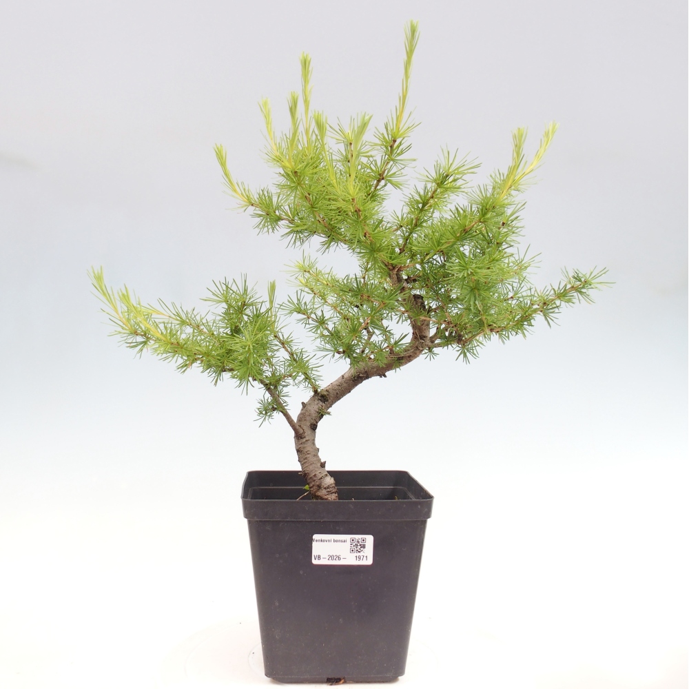 Bonsai da esterno -Larix decidua - Larice