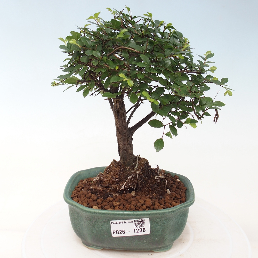 Camera bonsai - Ulmus parvifolia - Olmo a foglie piccole