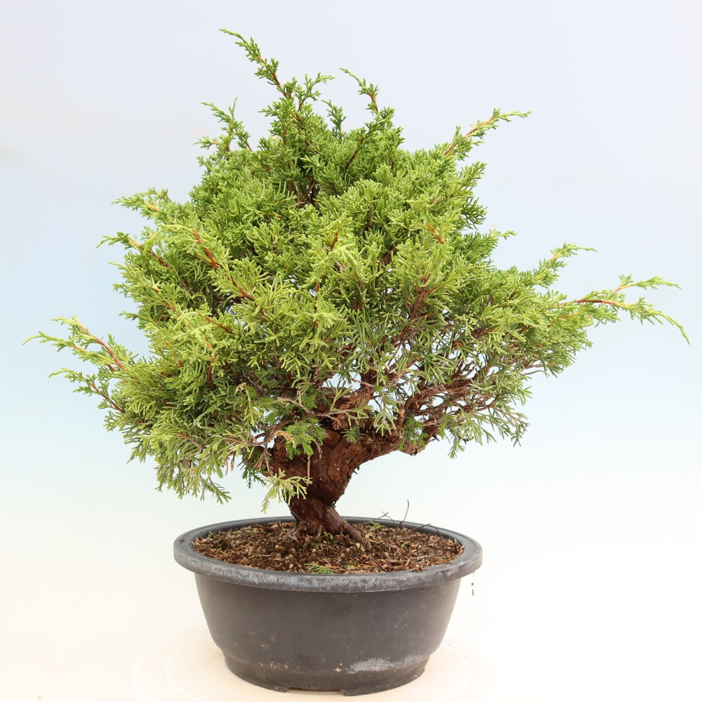 Bonsai da esterno - Juniperus chinensis Itoigawa-Juniperus chinensis