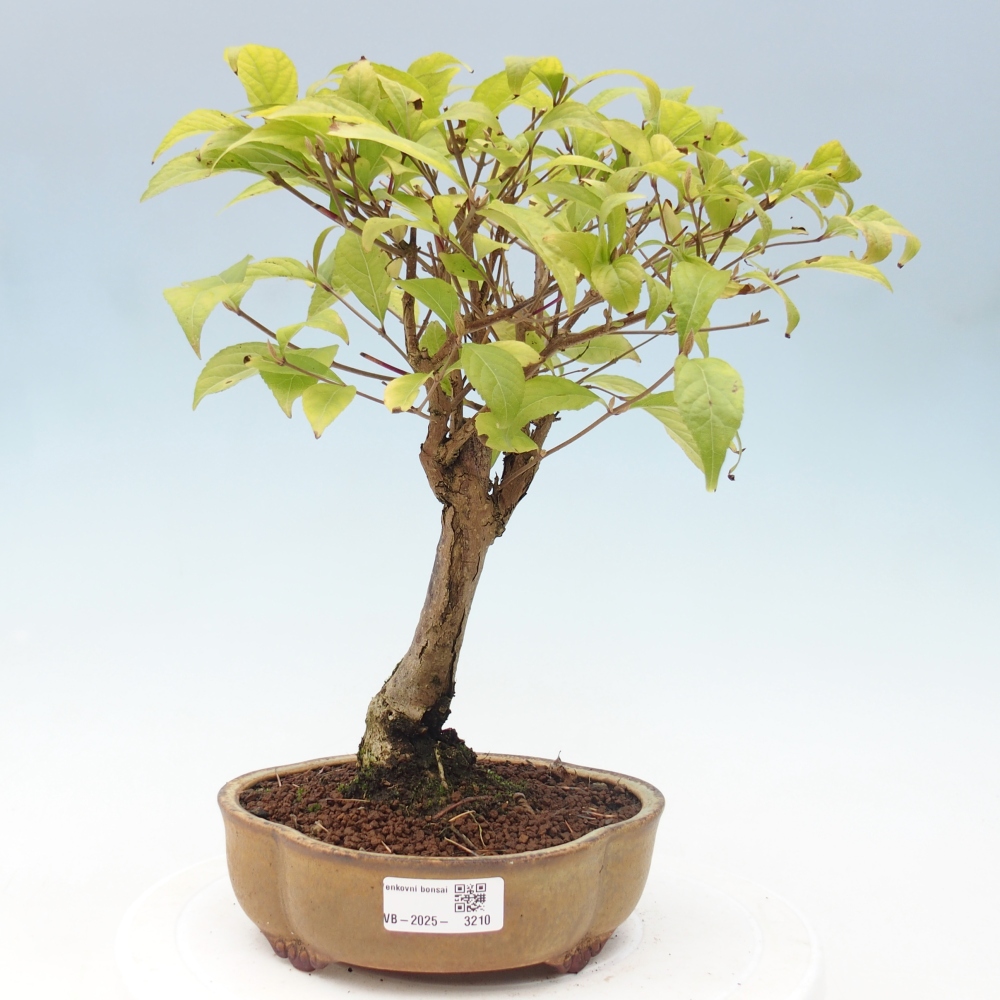 Bonsai da esterno - Callicarpa japonica