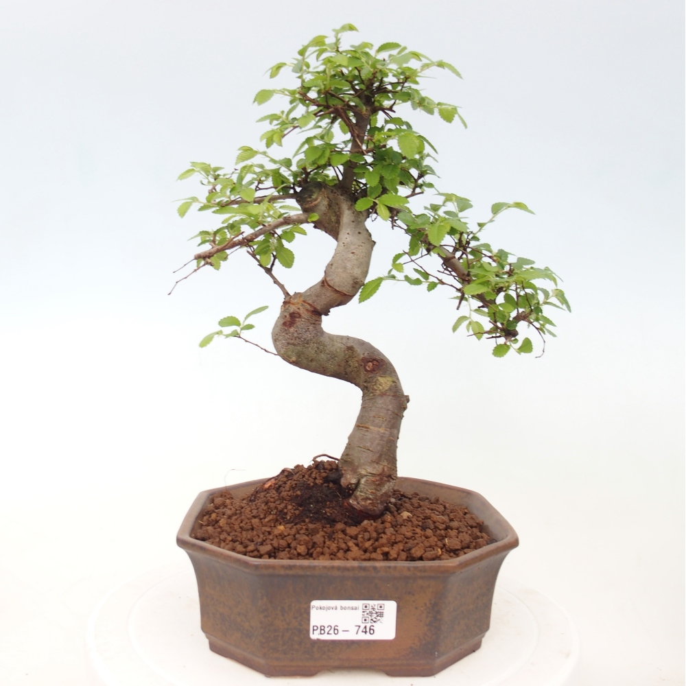 Camera bonsai - Ulmus parvifolia - Olmo a foglie piccole