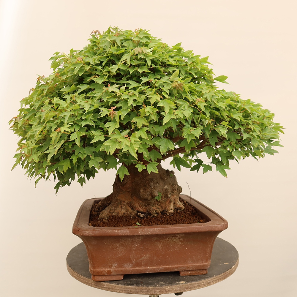 Bonsai da esterno - Acero Burger - Acer Burgerianum