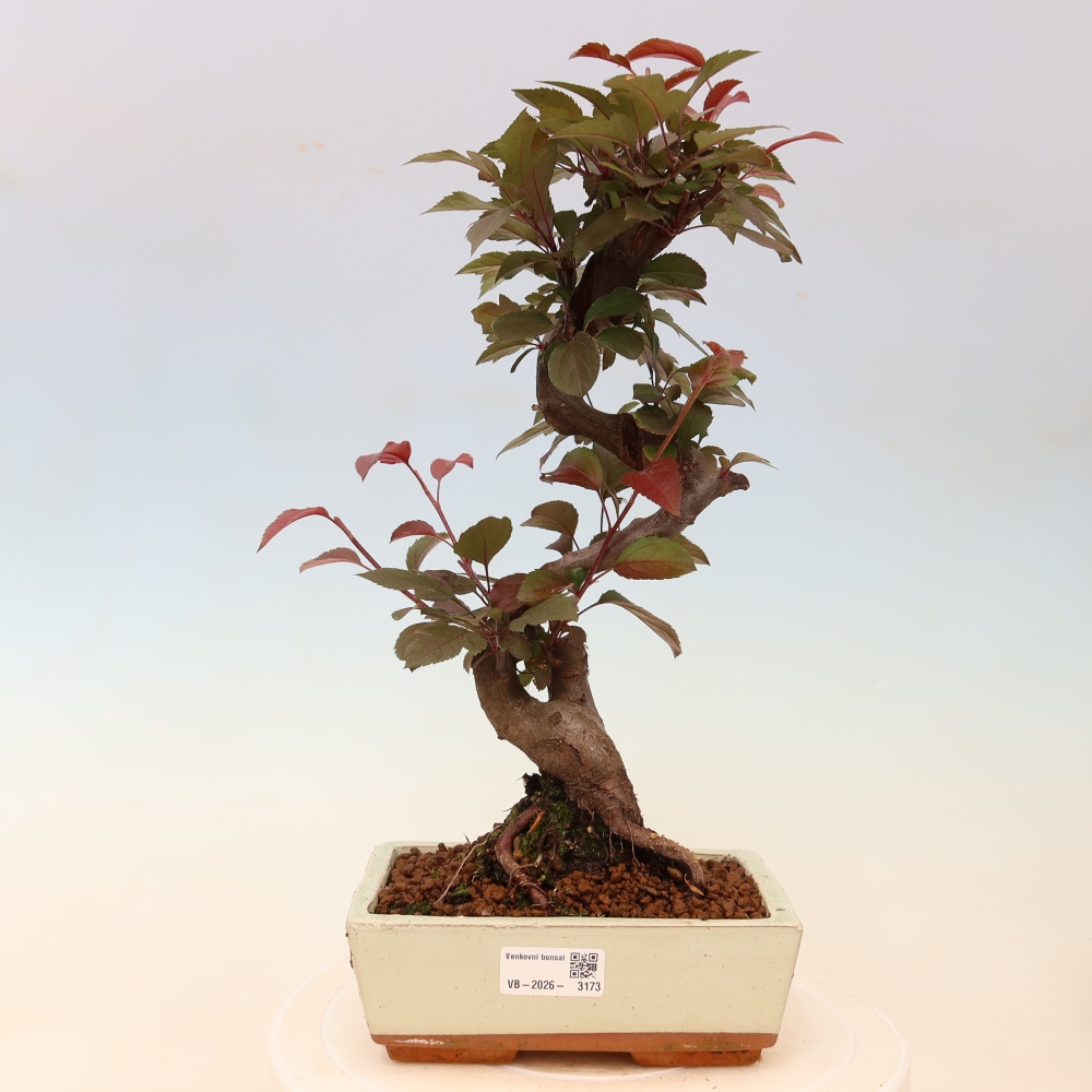 Bonsai da esterno -Malus domestica - Melo a piccoli frutti a foglie rosse