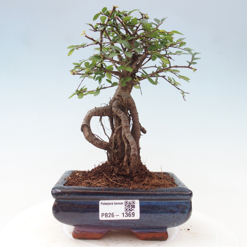 Camera bonsai - Ulmus parvifolia - Olmo a foglie piccole