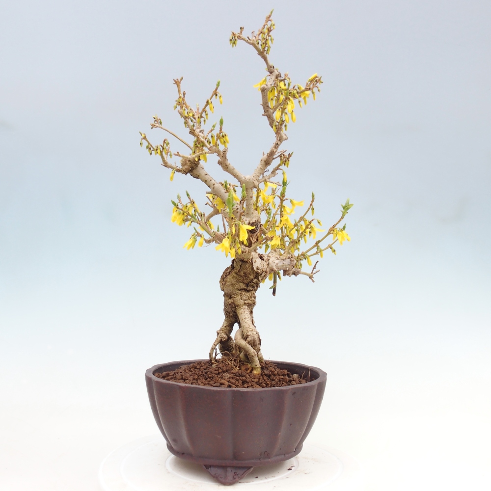 Bonsai da esterno - Zlatice - Forsythia koreana