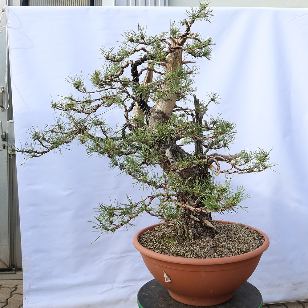 Pinus sylvestris Spagna - pino silvestre