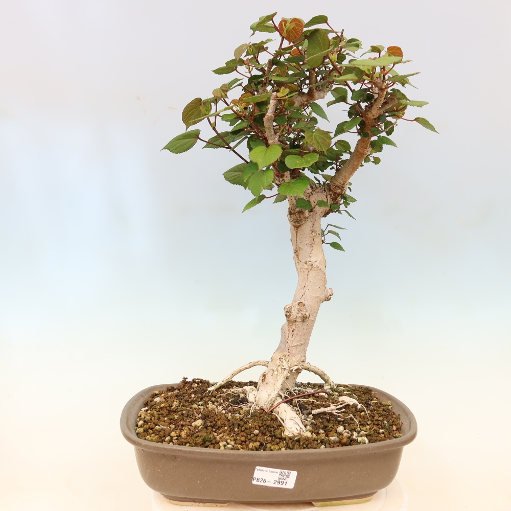 Bonsai da interno - Hibiscus tiliaceus - Ibisco marino